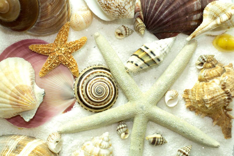 Cluster of Seashells Background Pattern