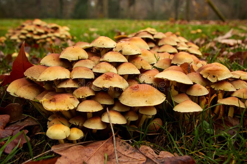 Cluster of Small Orange Colored Mushrooms Growing on the Grass Stock