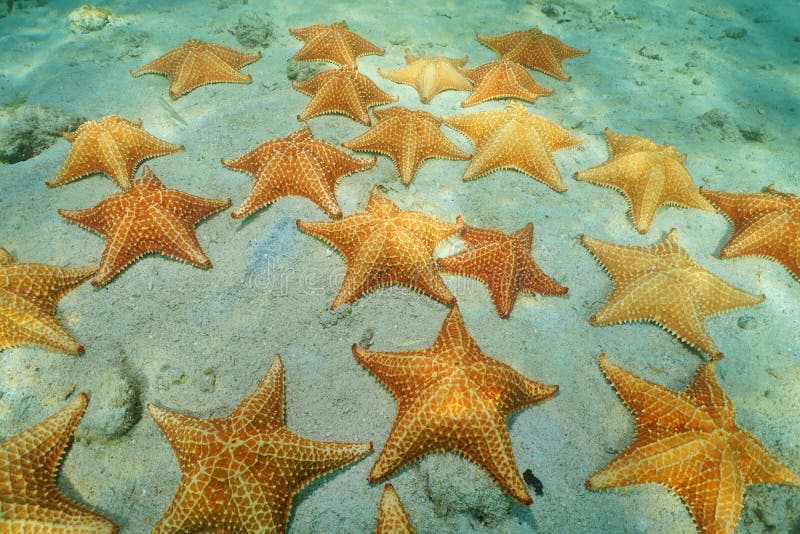 6+ Hundred Common Star Fish Royalty-Free Images, Stock Photos & Pictures