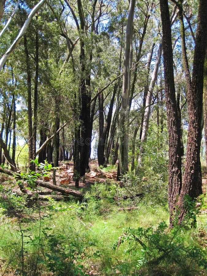 CLUSTER of TREES in WOODED AREA Stock Photo Image of road, branches