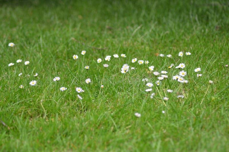 Download Small White And Yellow Daisies In The Grass. Stock Image - Image of meadow, white: 104507903
