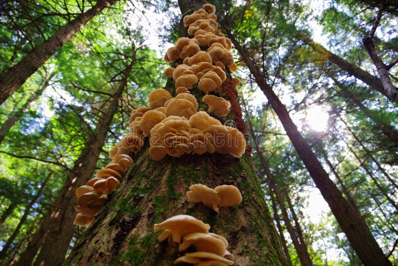 A Cluster of Wild Oyster Mushrooms growing on a tree in the Forest