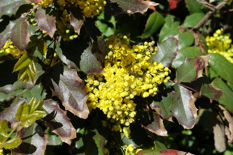 Cluster of Yellow Flowers of Oregon Grape Stock Photo Image of flower