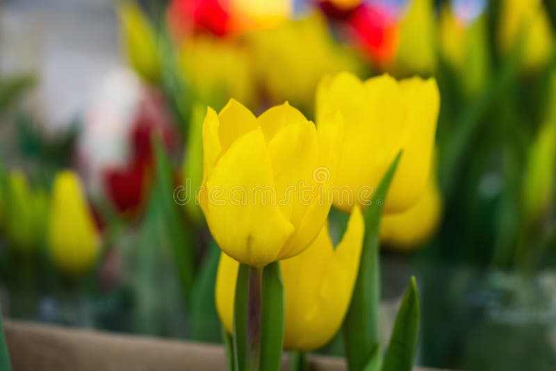 Cluster of yellow tulips under Cluster of yellow tulips under sun lightsun light royalty free stock photo Cluster of yellow tulips under Cluster of yellow tulips under sun lightsun light royalty free stock photo