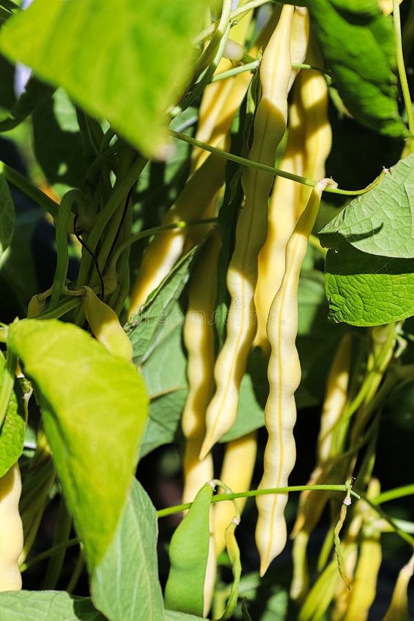 A Cluster of Yellow Wax Beans Hanging on the Plant Stock Photo - Image ...