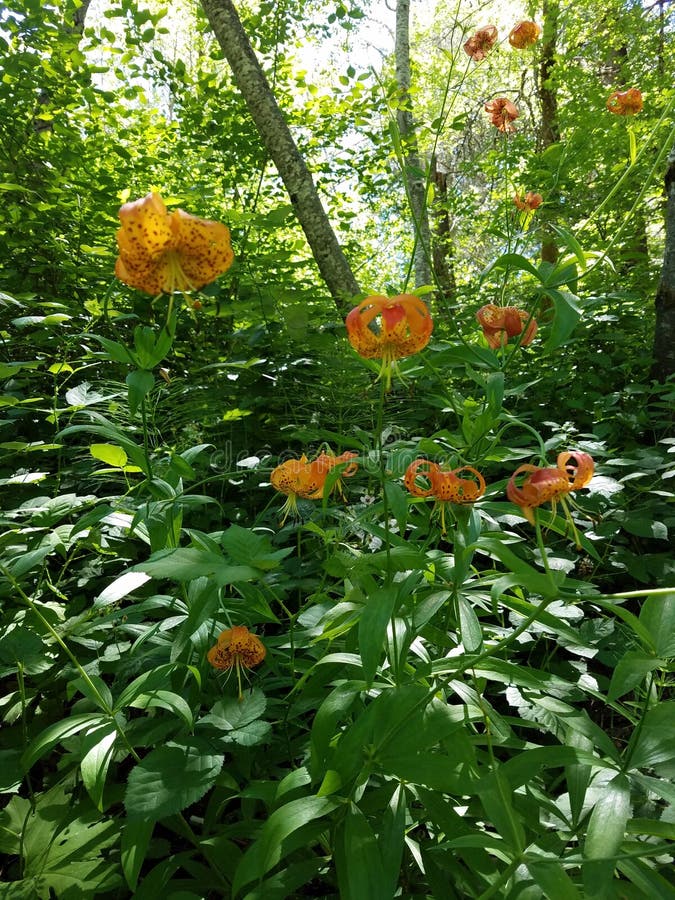 152 Tigerlily Stock Photos Free & RoyaltyFree Stock Photos from