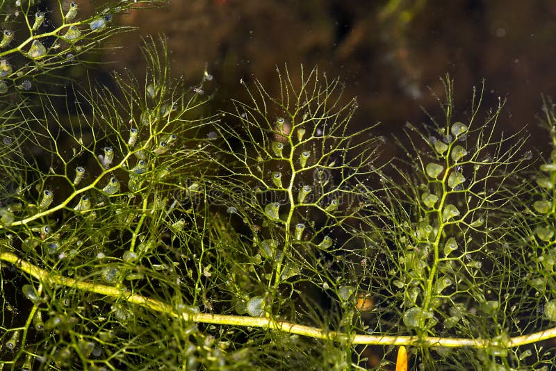 Clusters of bladders on leaves of bladderwort in New Hampshire.