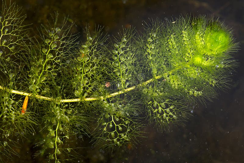 Clusters of bladders on leaves of bladderwort in New Hampshire.