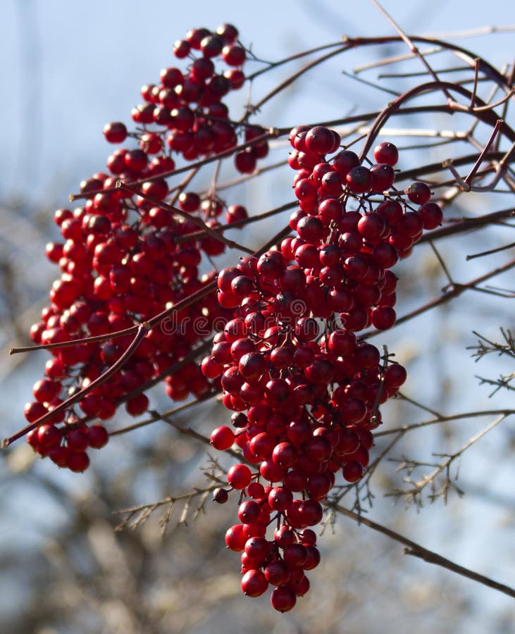 Clusters of Crimson Red Berries Stock Photo - Image of natural, feed ...