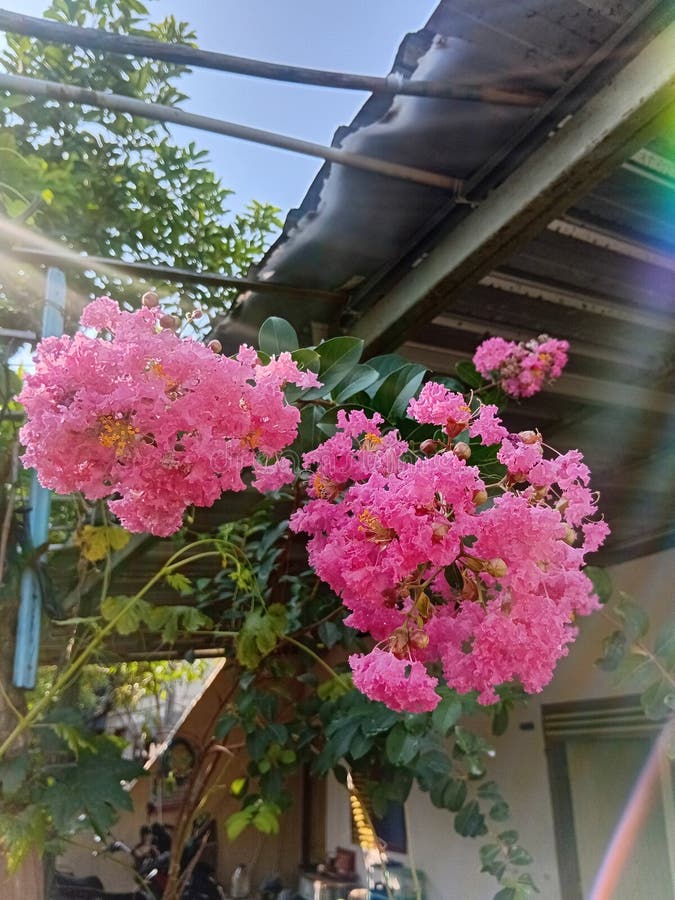 Clusters de Flores de Lagerstroemia Rosa : Um Burst de Cor de Verão foto de stock