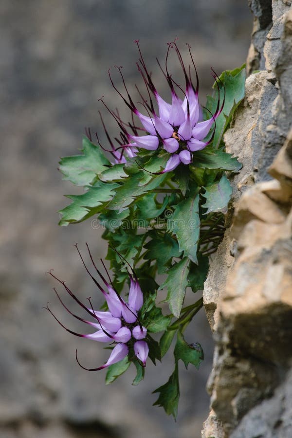 Clusters of Devil`s Claw Physoplexis comosa, a rare alpine plant in flower in the Italian Alps and Dolomiti area.