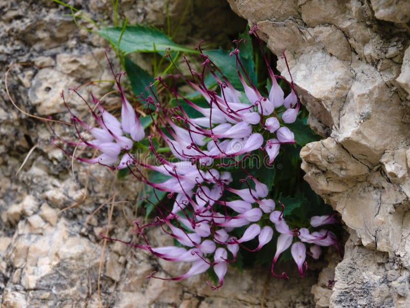 Clusters of Devil`s Claw Physoplexis comosa, a rare alpine plant in flower in the Italian Alps and Dolomiti area.