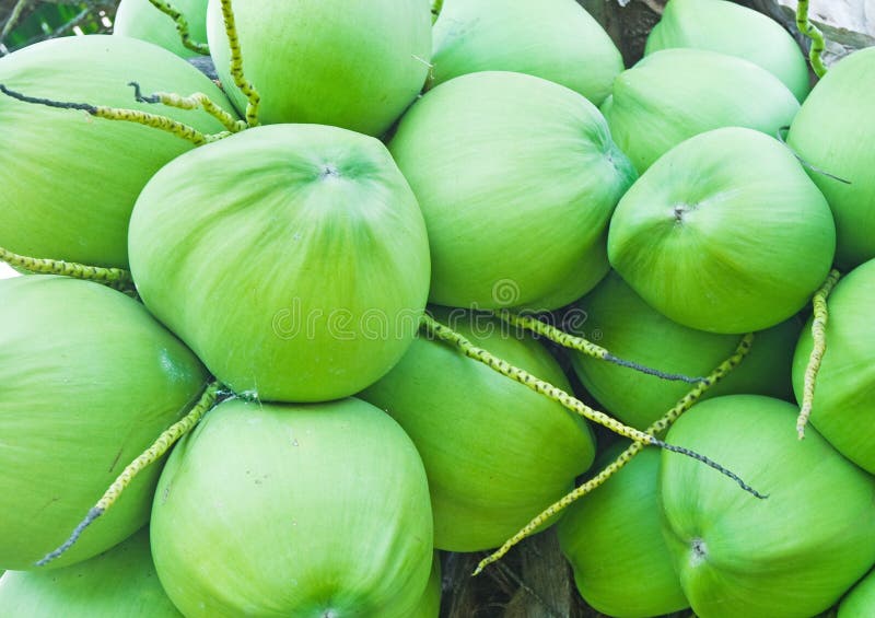 Clusters of fresh coconuts