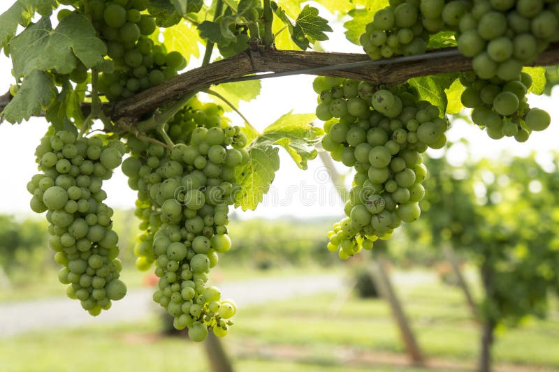 265 Clusters Grapes Hanging Grapevine Stock Photos Free & Royalty