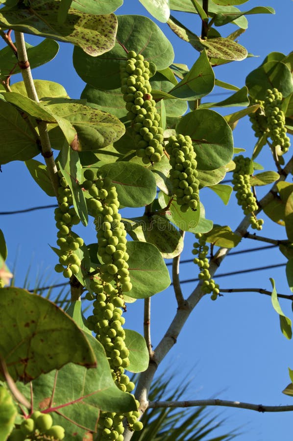 Clusters of green sea grapes against sky