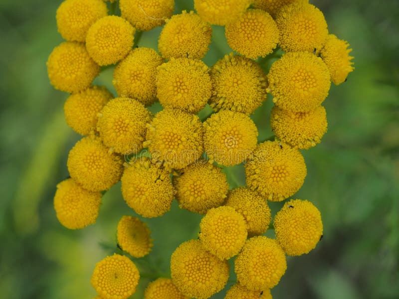 Clusters of Small Round Yellow Tansy Flowers Stock Photo Image of park, macro 194068742