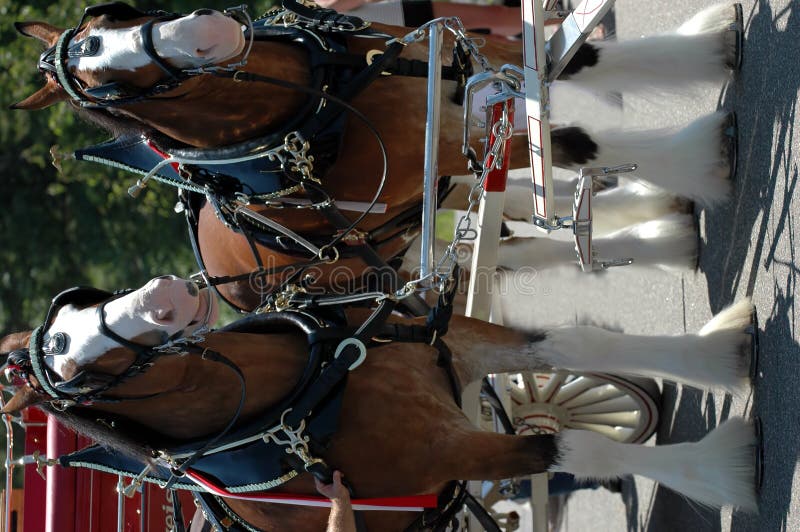 Clydesdale horses