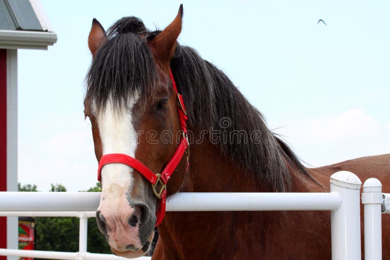 Clydesdale Kopf lizenzfreies stockfoto Clydesdale Kopf lizenzfreies stockfoto