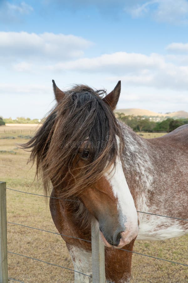 Clysdale Looking through Locks Stock Image Image of livestock