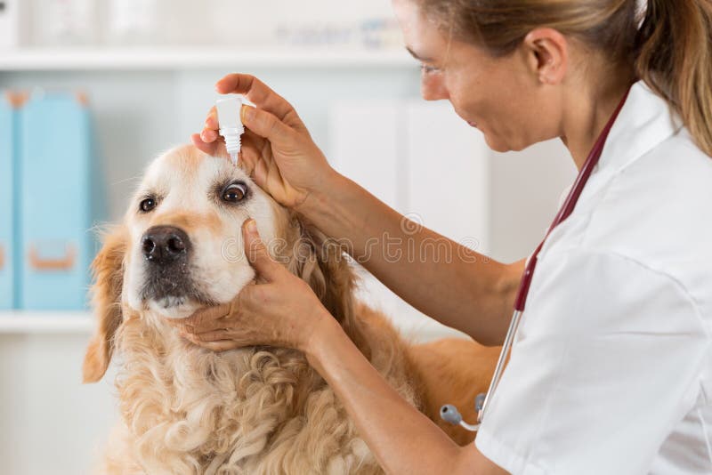 Clínica veterinária fotografia de stock royalty free
