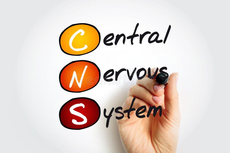 Cns Central Nervous System Is The Part Of The Nervous System Cns Central Nervous System Is The Part Of The Nervous System