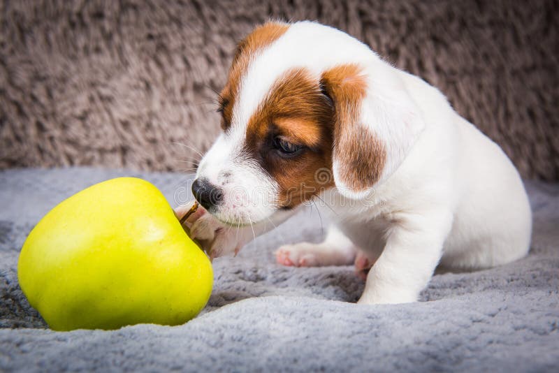 Можно ли давать собаке яблоки