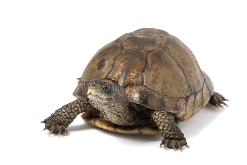 Coahuilan Box Turtle stock image. Image of zoology, isolated - 10032575