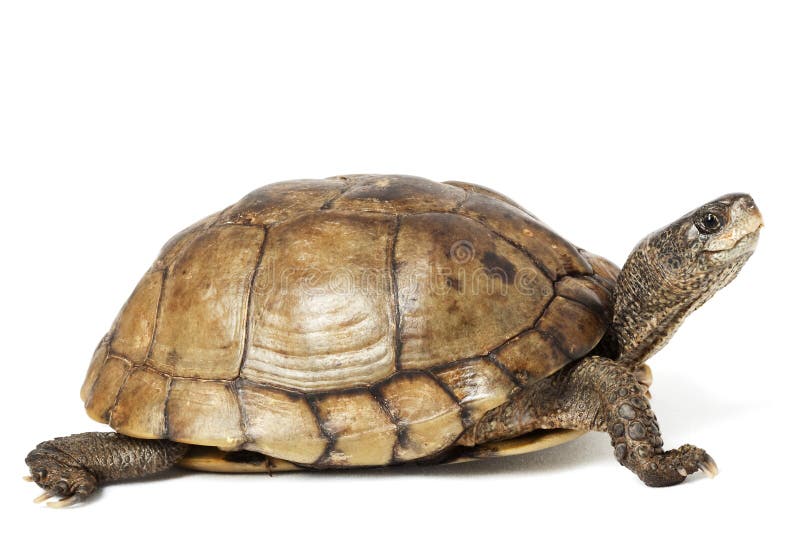 Coahuilan Kasten-Schildkröte Coahuilan Kasten-Schildkröte