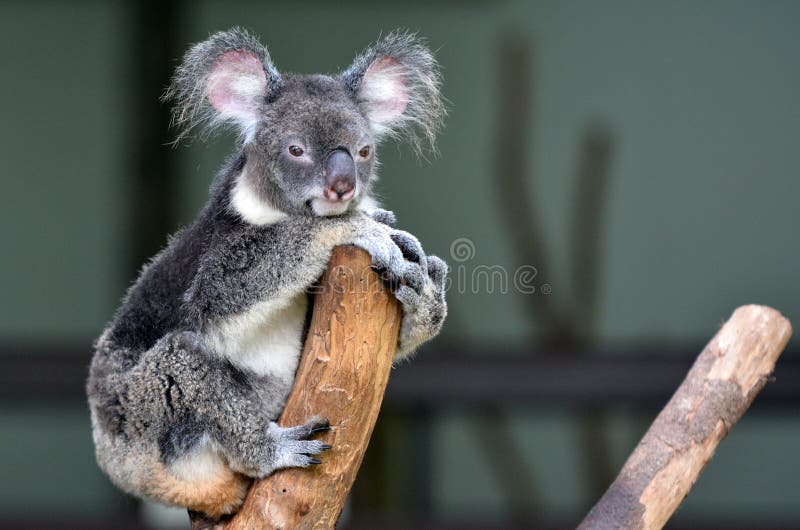 A coala senta-se em olhares de uma árvore na câmera