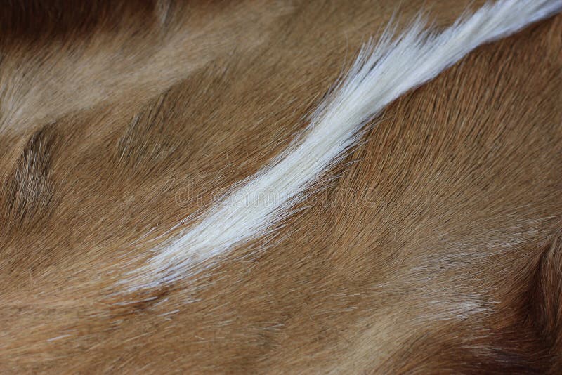 486 Coarse Fur Stock Photos Free & RoyaltyFree Stock Photos from