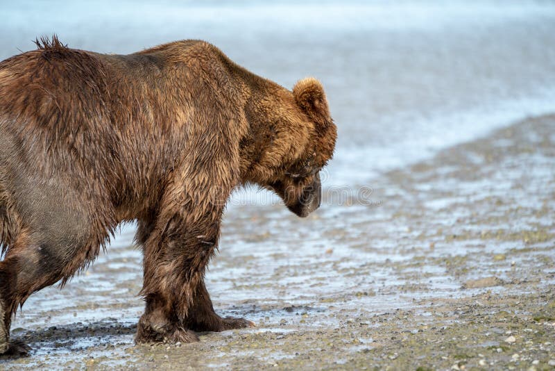 Coastal Alaska grizzly brown bear wanders along the river, looking and fishing for salmon in Katmai National Park. Close up view