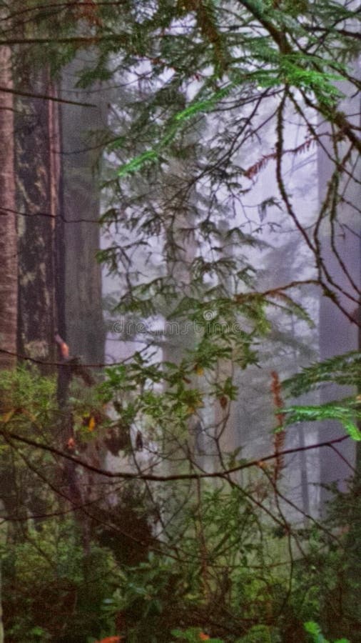 Coastal California Trees stock image. Image of plants 62160667