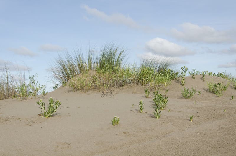Coastal dunes in Punta Rasa, with endemic vegetation: calycera crassifolia