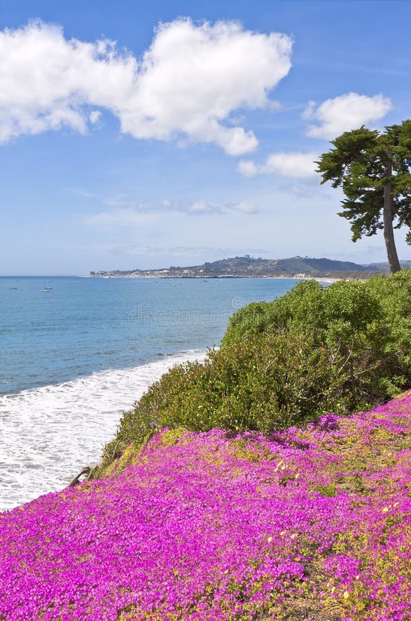 Purple Flowers Sea Lavender Ocean Cliff Stock Image Image of