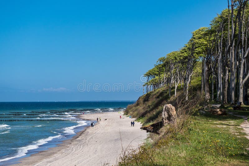 Coastal forest on the Baltic Sea coast