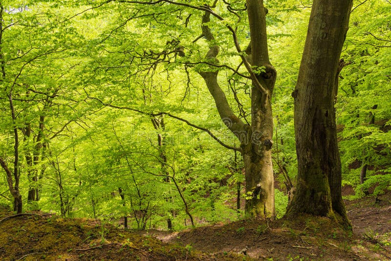 Coastal forest