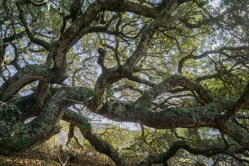 Coastal live oak Quercus agrifolia stretching its branches parallel to the ground, Montana de Oro State Park, central California