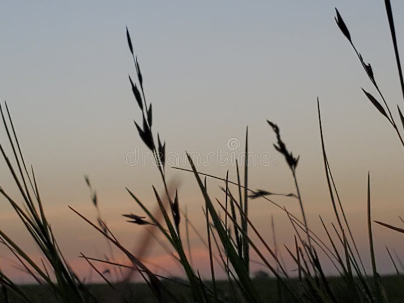Coastal Plains Sunrise South Texas Stock Photo - Image of tree, grass