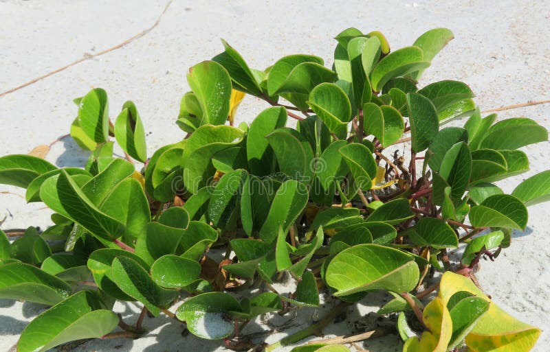 Coastal Plant on Florida Beach Stock Image Image of heaven