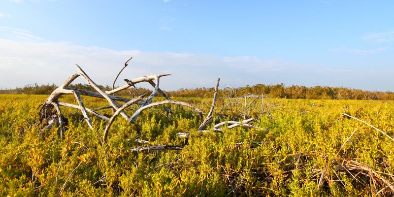 Coastal Prairie Landscape Everglades