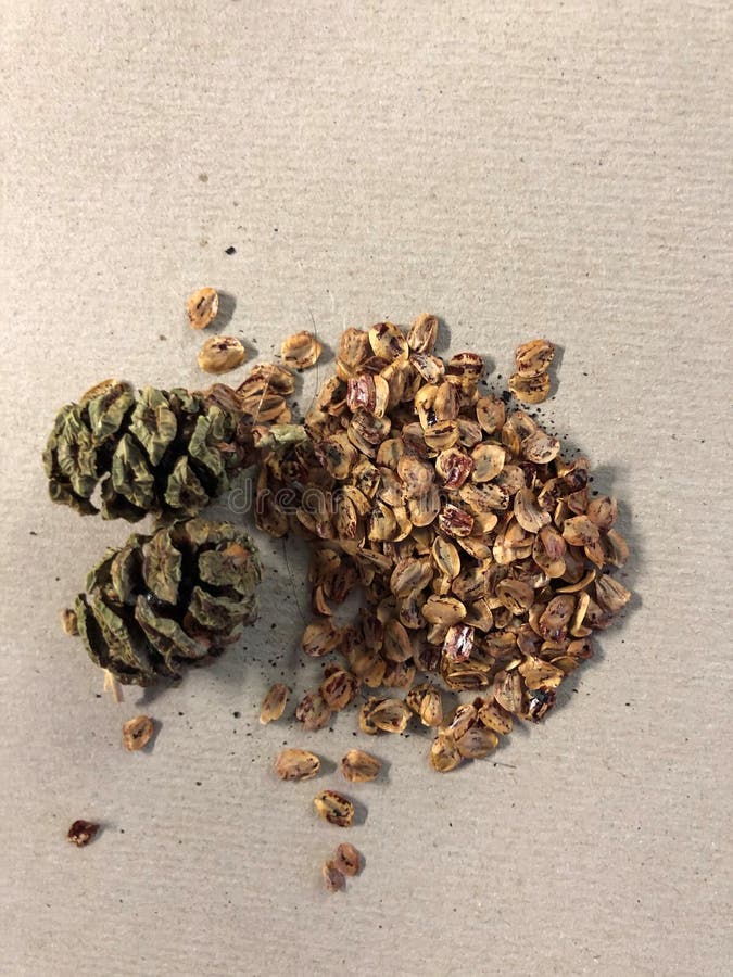 Coastal Redwood Cones with Seed Stock Image Image of fallen