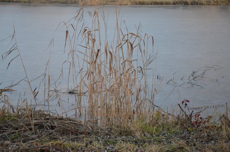 Coastal Reed and Lake Water Stock Image Image of backdrop, coast