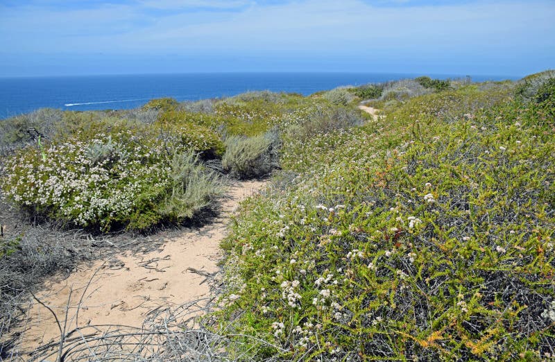Coastal Sage Community in the Dana Point Headlands Conservation area.. stock photography Coastal Sage Community in the Dana Point Headlands Conservation area.. stock photography