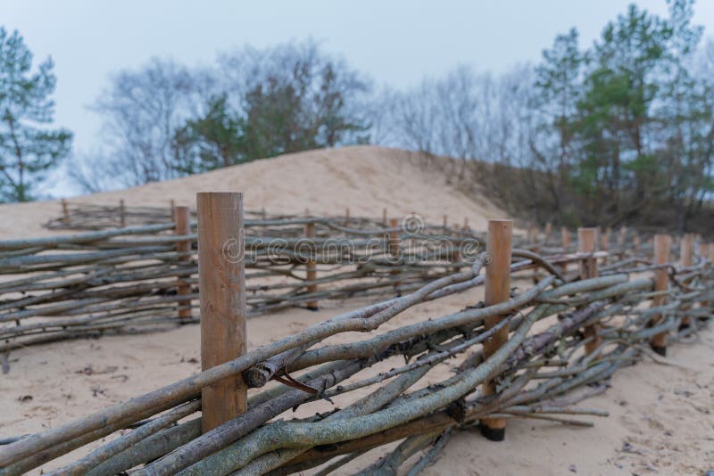 Coastal sand fencing. Restored and stabilized sand dune habitat. Ecological services royalty free stock photos Coastal sand fencing. Restored and stabilized sand dune habitat. Ecological services royalty free stock photos