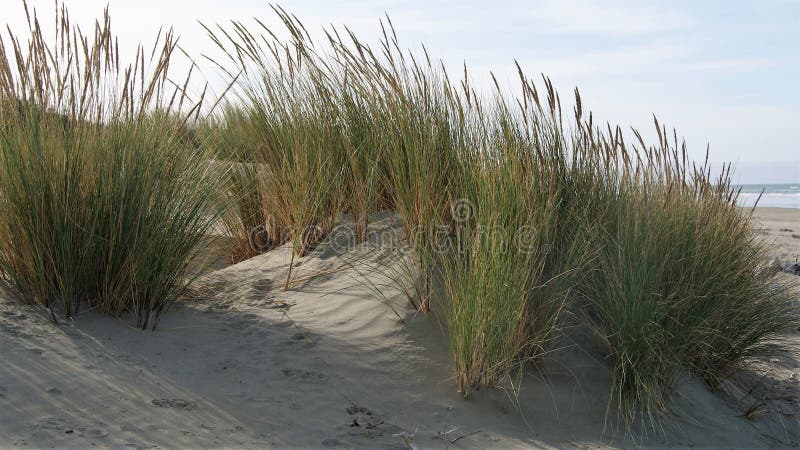 Coastal sea grass