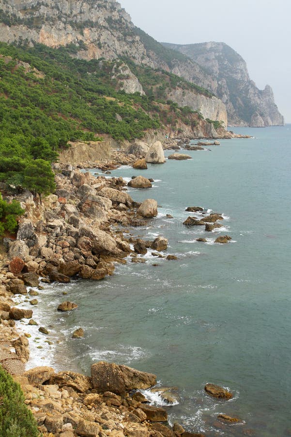 Coastline with pine trees