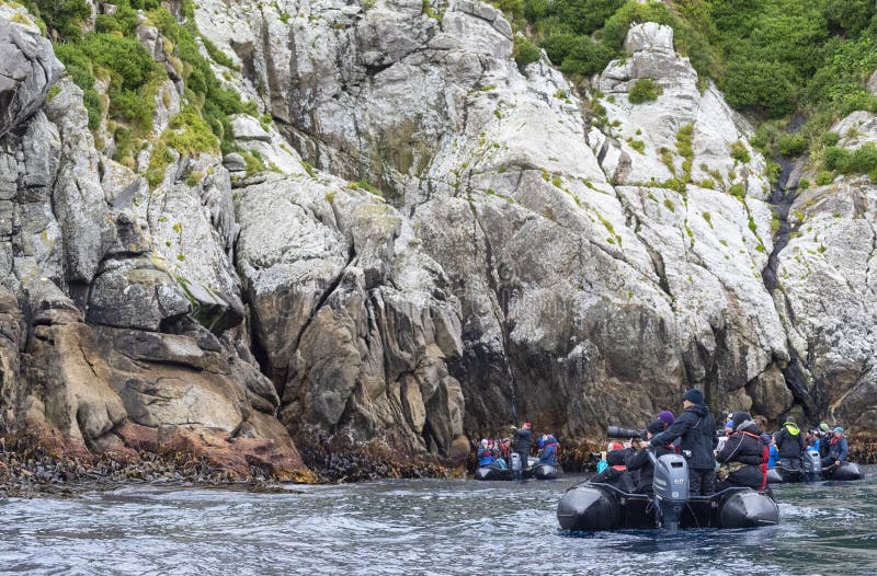 Coastline of the Snares, Subantarctic New Zealand Editorial Photo ...