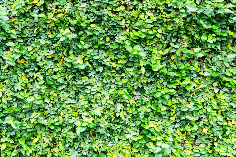 Background of Coatbuttons (Ficus Pumila) on the Wall. Stock Photo ...