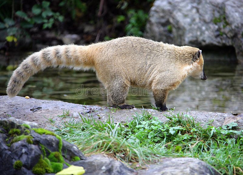 Coati 1