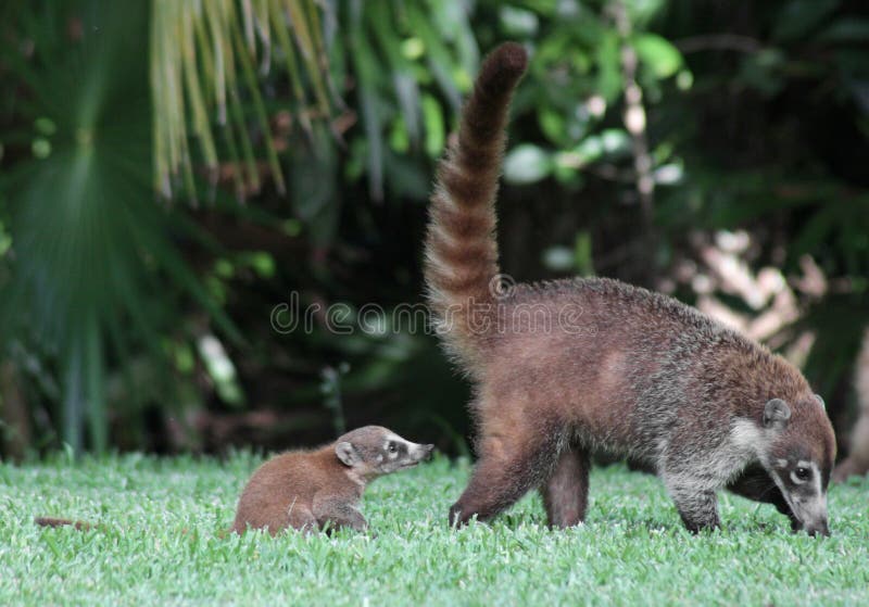 Coati de chéri après maman photographie stock libre de droits Coati de chéri après maman photographie stock libre de droits